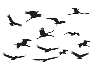 A set of birds flying white background.