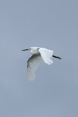 Little Egret Egretta garzetta (coastal wetlands and estuaries) Bull Island Dublin