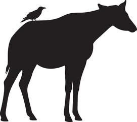 Crow siting on animal in silhouette white background. 