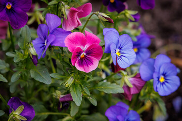 Close up on a pansy flowers in the garden, Poland