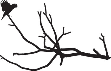 Dry branch image  in silhoutte white background