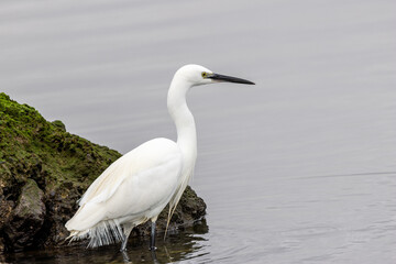 Little Egret Egretta garzetta (coastal wetlands and estuaries) Bull Island Dublin