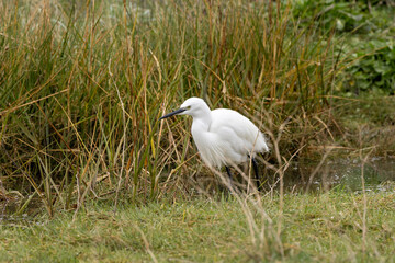 Little Egret Egretta garzetta (coastal wetlands and estuaries) Bull Island Dublin
