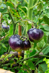 Purple tomatoes hanging on a branch