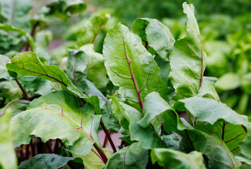 Close up on leaves of beetroots grown in backyard vegetable garden in Poland