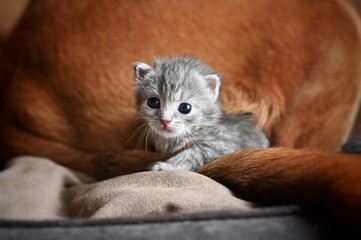 Photographie chaton et chien