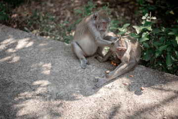 Two cute macaque monkeys exhibiting social behavior, as one carefully grooms the other in a natural, wild forest environment.
