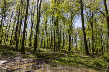 forest in spring