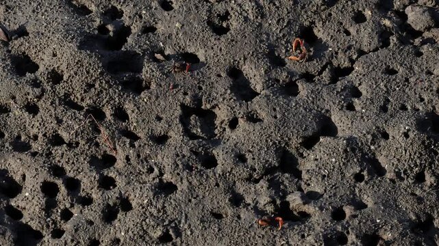 Two Blades with One Purpose, cast of Fiddler Crabs grazing on the mangrove forest mudflats