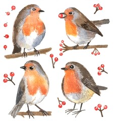 Watercolor illustration on white background. Robins and red berries.