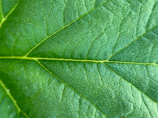green leaf texture
