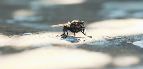 A fly is seen crawling on a textured surface illuminated by warm sunlight The close-up reveals intricate details of the flys body as shadows play around it