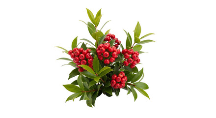 Red berries cluster among vibrant green leaves, creating a festive display against a stark background.