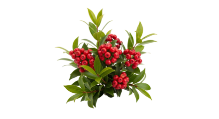 Red berries cluster among vibrant green leaves, creating a festive display against a stark background.