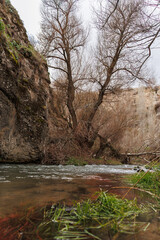 flowing river among the trees and green grasses near the edge of river