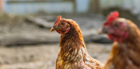 Two brown chickens are seen foraging in a backyard garden The late afternoon sunlight shines on their feathers creating a warm and inviting atmosphere