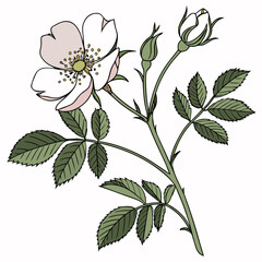 Vector art of delicate wild rose flower illustration with soft colors, capturing the essence of spring in a botanical design, , perfect for decorative elements