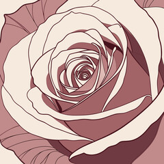 Vector art of detailed illustration of a blooming rose, showcasing its intricate petal structure and soft color palette, ideal for romantic or vintagethemed designs