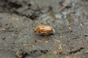 A beetle can be seen moving slowly across moist earth highlighting its detailed texture and coloration Sunlight enhances the scene illuminating the environment