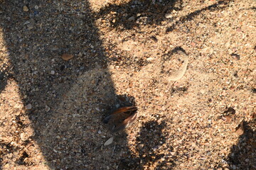 Macro shot of sand with a seashell. Detailed texture of sand grains and the natural beauty of the seaside. Summer atmosphere of relaxation and harmony.