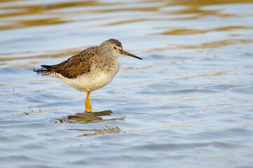 Common Redshank (Tringa totanus) standing in shallow water, Friesland, The Netherlands