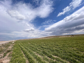 green plants on a farm field on a cloudy blue sky