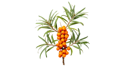Sea buckthorn branch displays vibrant orange berries and slender green leaves against a stark background.