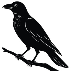 Black crow perched on a branch silhouette bird