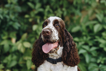 brown and white spaniel dog sitting in park on green grass in sunny summer day, closeup face view, dogwalking concept