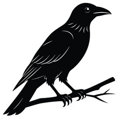 Fototapeta premium Black silhouette of a crow perched on a branch bird