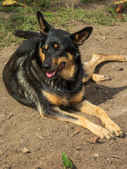 Relaxed Black and Tan Dog Lying Down