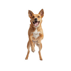 Obraz premium The dog is jumping. isolated on transparent or white background, png