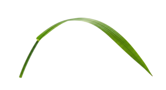 Single Blade of Grass Isolated Transparent PNG