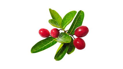 Bengal Currant, Christ's Thorn on Transparent background.