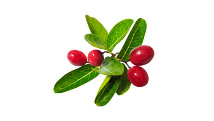 Bengal Currant, Christ's Thorn on Transparent background.