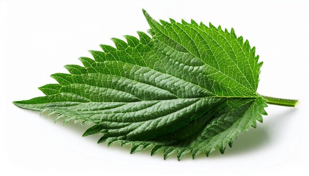 green perilla herb with fresh foliage