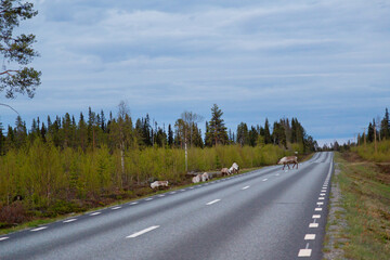 Fototapeta premium Reindeer on the road in Lapland, Sweden, Scandinavia