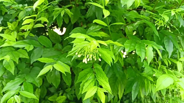 White Wrightia Antidysenterica Flowers Blooming on Tree with Summer Breeze in Thailand