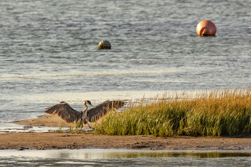 royal heron capturing fish in the river