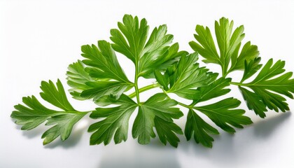 isolated fresh green parsley herb leaf plant on transparent background
