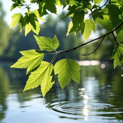 Fototapeta premium Close-up of bright green leaves on a branch over rippling water sunlight dappled nature scene