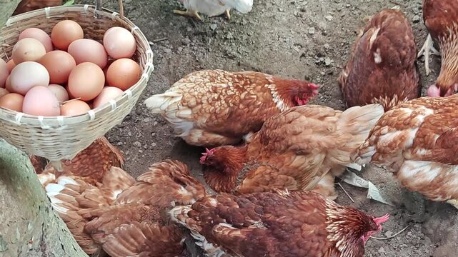 hen in farmland