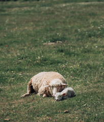sheep and lamb