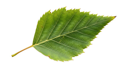 Fototapeta premium Isolated Green Leaf on Black Background
