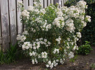 choisya aztec pearl bush with blooming flowers close up photo