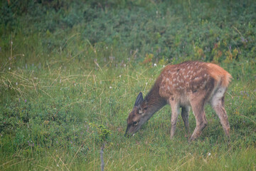 a red deer calf is grazing on a mountain meadow, at a summer evening