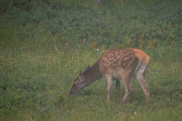 a red deer calf is grazing on a mountain meadow, at a summer evening