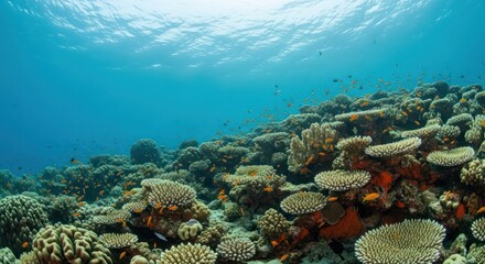 Fototapeta premium Underwater coral reef teeming with small orange fish, sunlit water surface