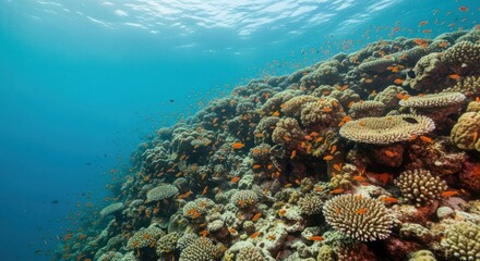Naklejka premium Vibrant coral reef teeming with small orange fish in clear turquoise water