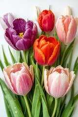 Fototapeta premium A vibrant arrangement of colorful tulips showcasing spring's beauty and the freshness of nature.